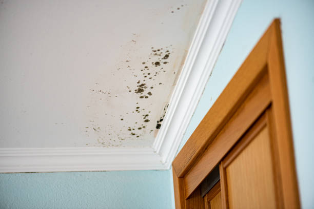 Best Toxic Mold Removal  in Monrovia, MD