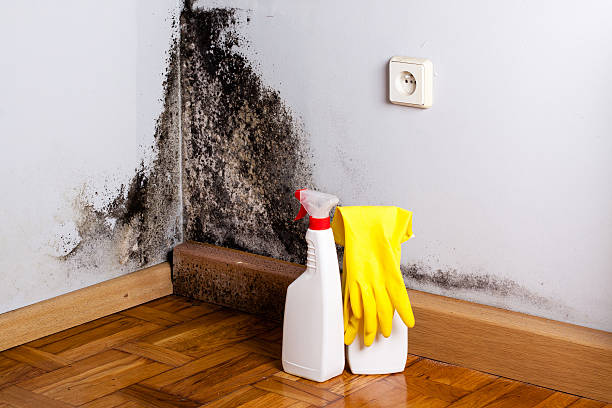 Best Local Mold Removal Service  in Monrovia, MD