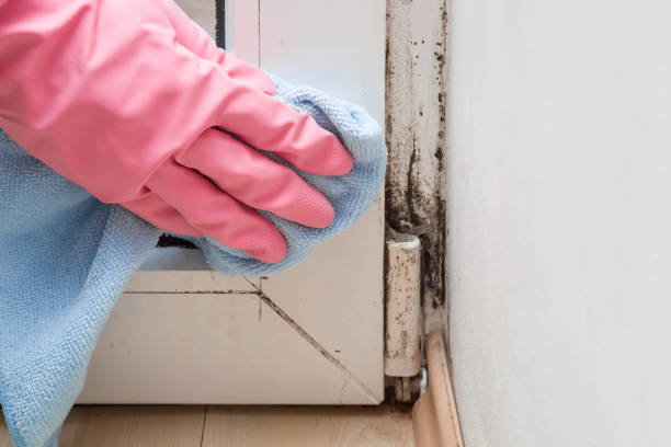 Best Affordable Mold Removal  in Monrovia, MD