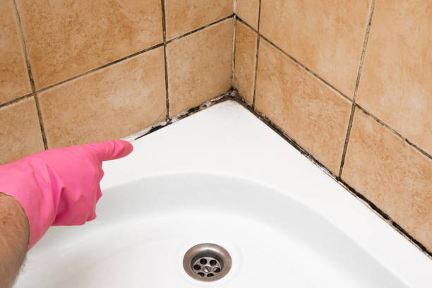 Professional Mold Removal in Monrovia, MD